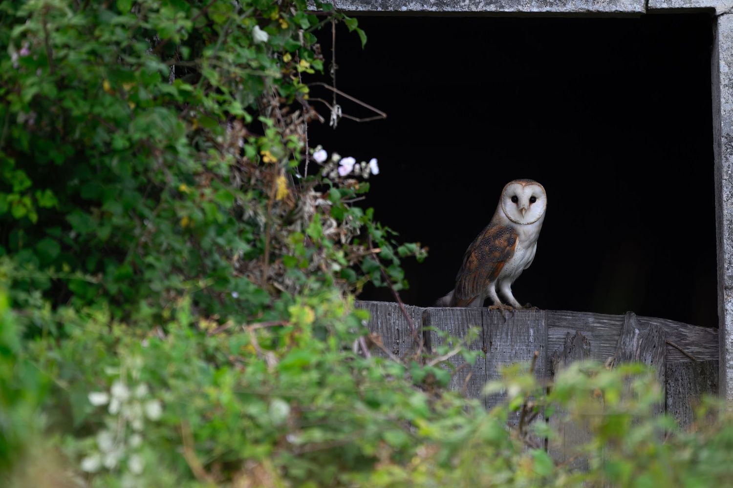 A barn owl perches on a wooden post at night, illuminated against a dark background with green foliage.