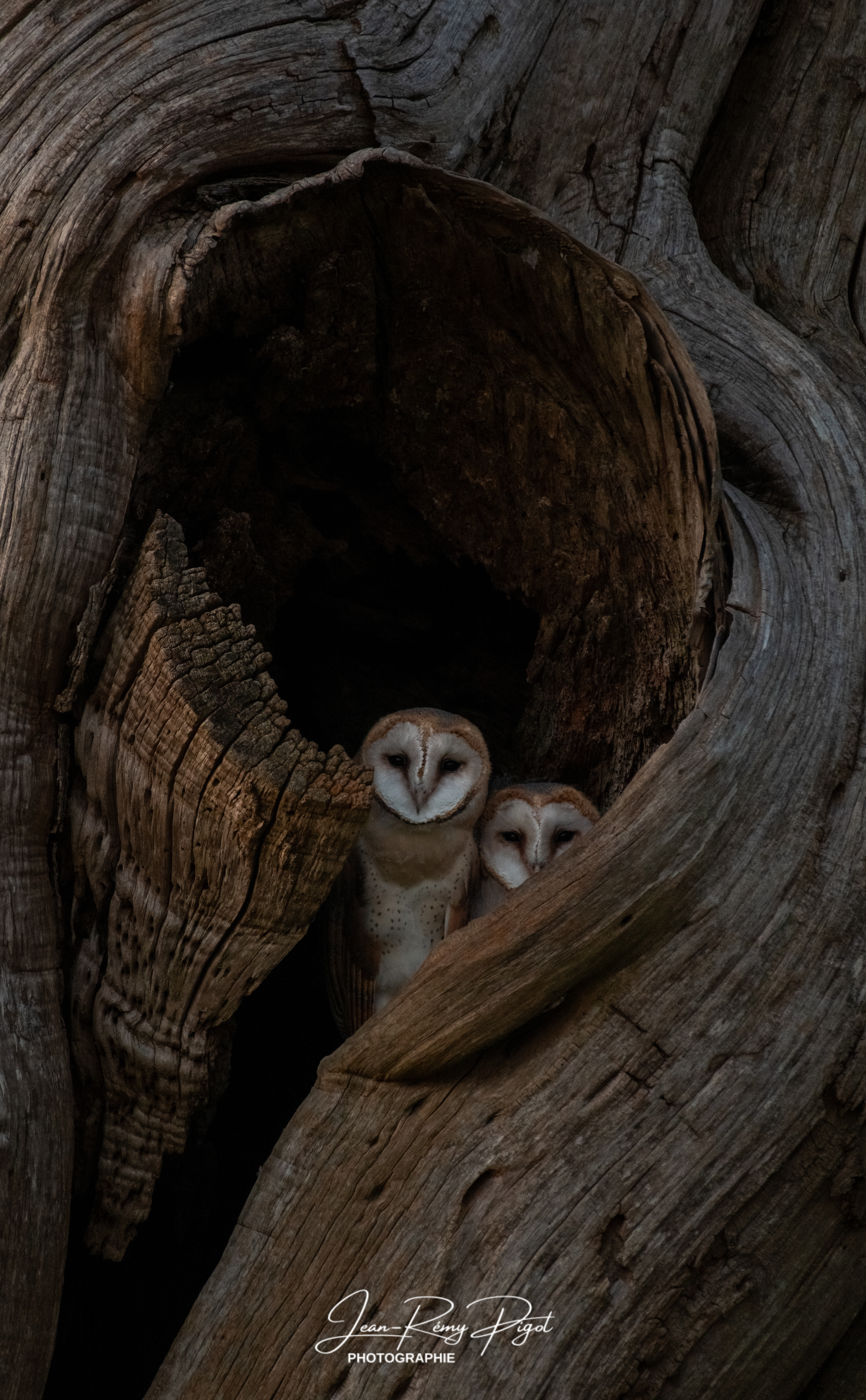 Two barn owls nestled inside a dark hollow tree trunk peek out from their natural cavity nest.