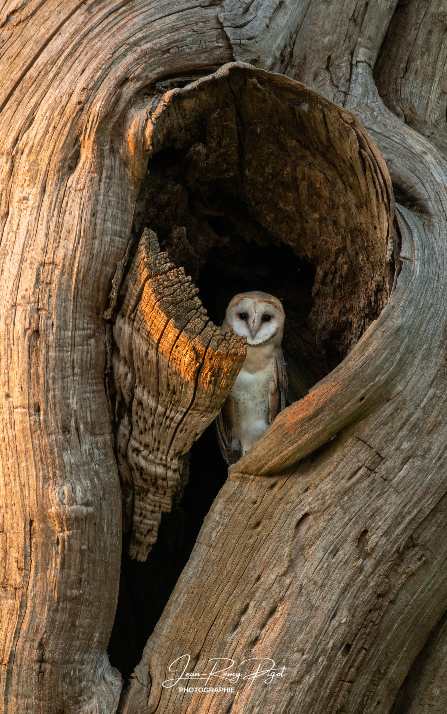 A barn owl peers out from a hollow tree cavity in a series of progressive shots showing its curious movements.
