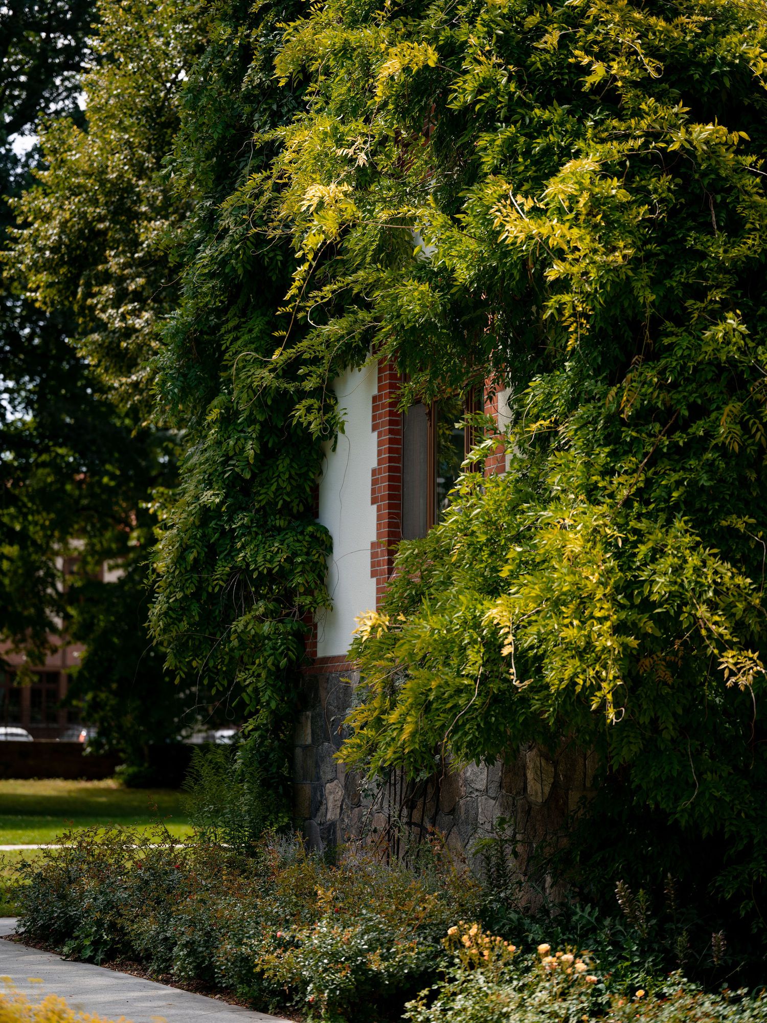 Lush green vines cascade down a white building wall creating a natural garden backdrop.
