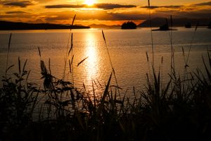 Golden sunset over calm water with silhouetted reeds in foreground.