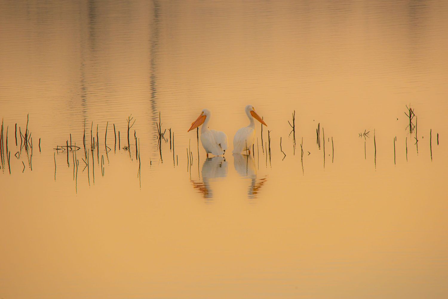 Two wading birds reflected in calm water at golden hour among reeds. on the Missippi River Near Alton Illinois