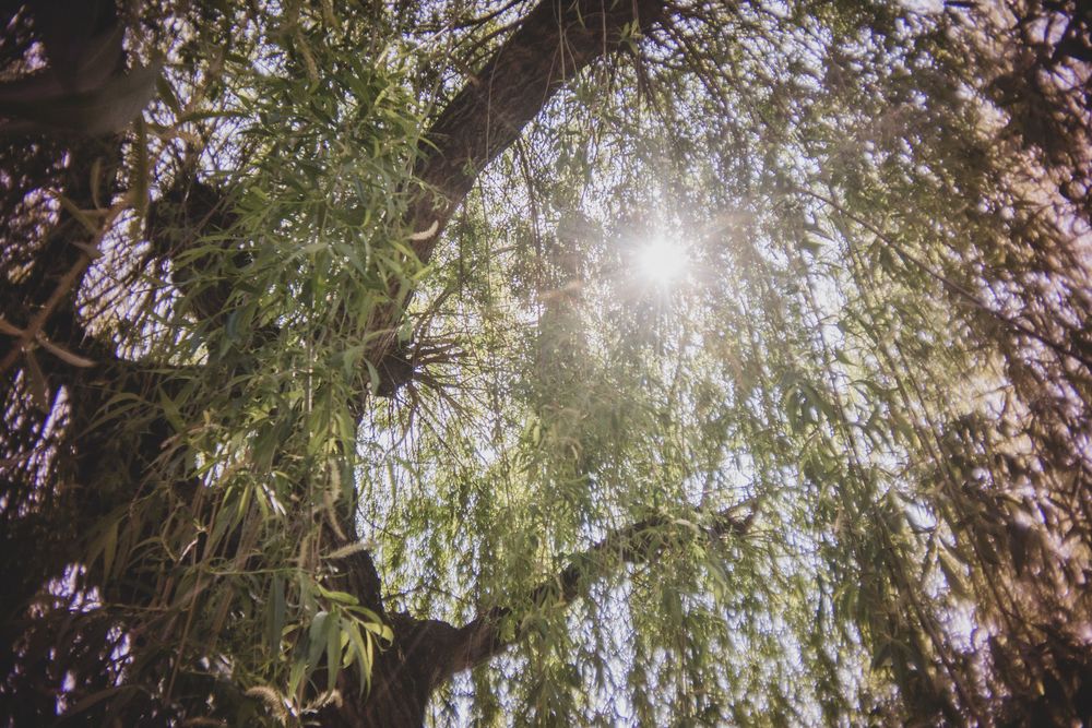 Bright sunlight streams through drooping willow tree branches creating a dreamy backlit nature scene.