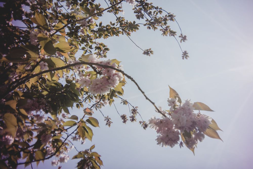 Sun glows through delicate autumn leaves against a soft cloudy sky, creating a dreamy backlit effect.
