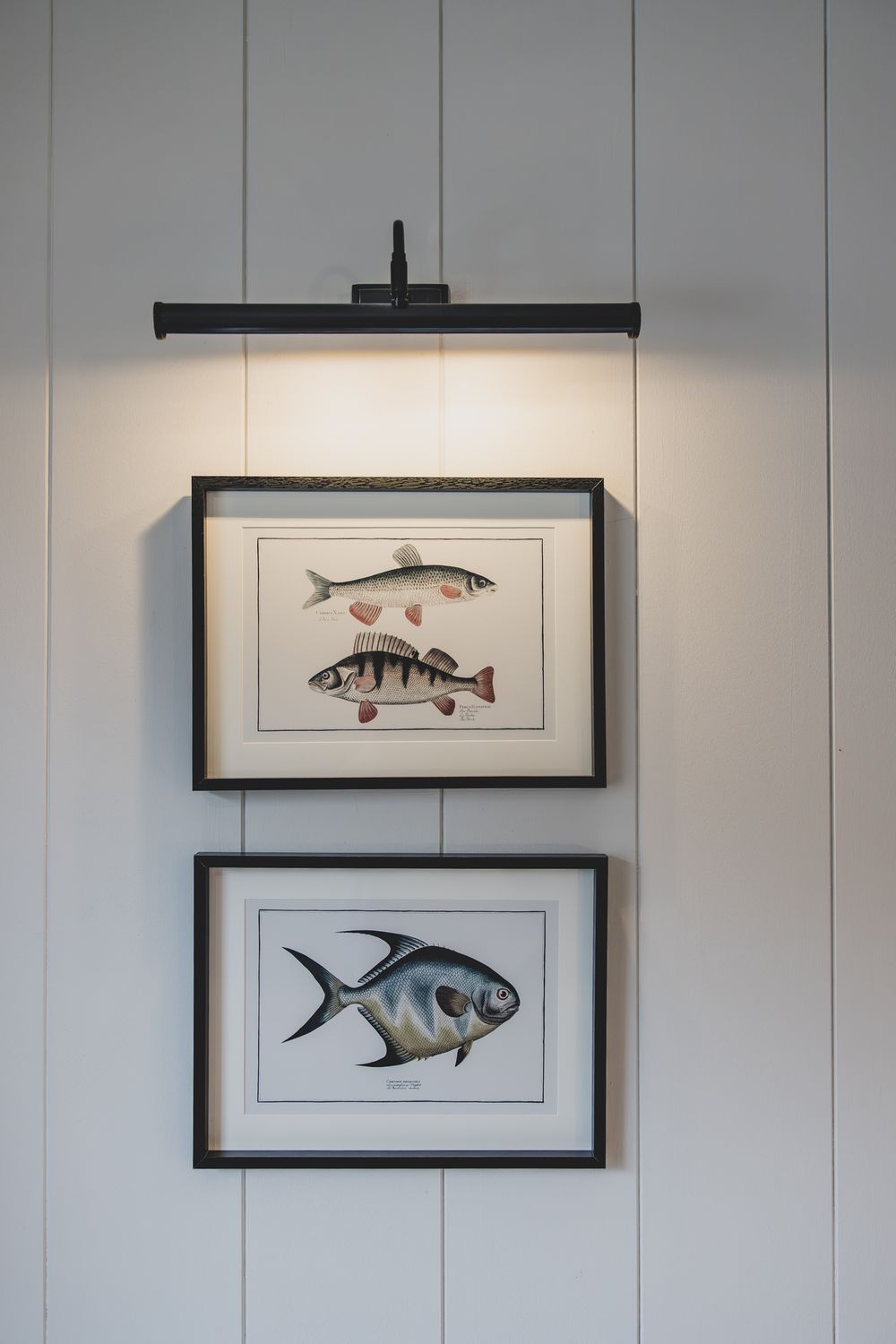 Two framed fish illustrations lit by a black picture light mounted on a white shiplap wall.