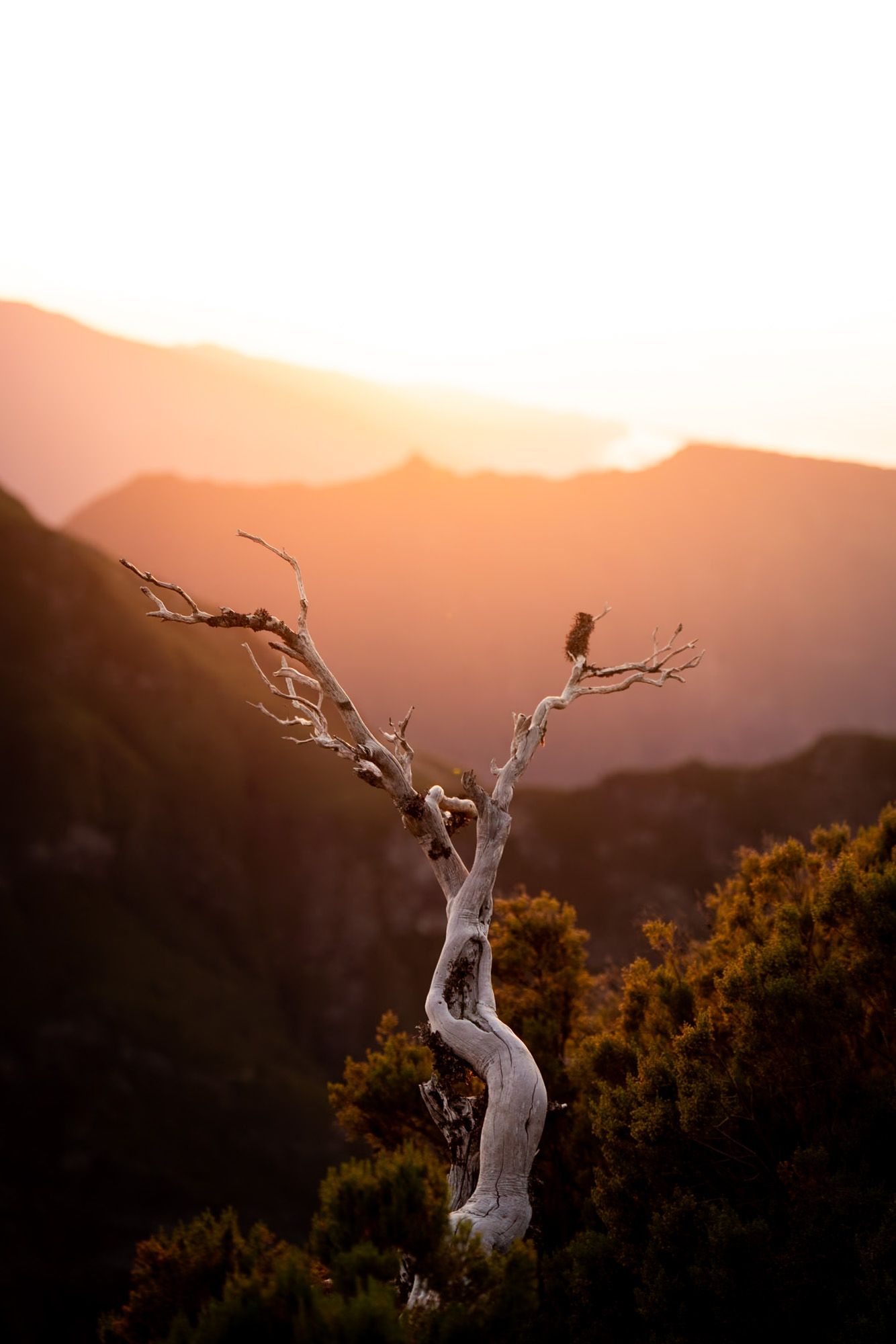 Arbre mort au coucher du soleil au pico ruivo à Madère