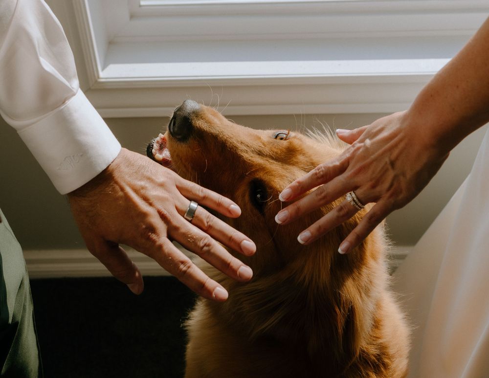 Two hands gently pet a golden retriever dog showing love and affection at home.