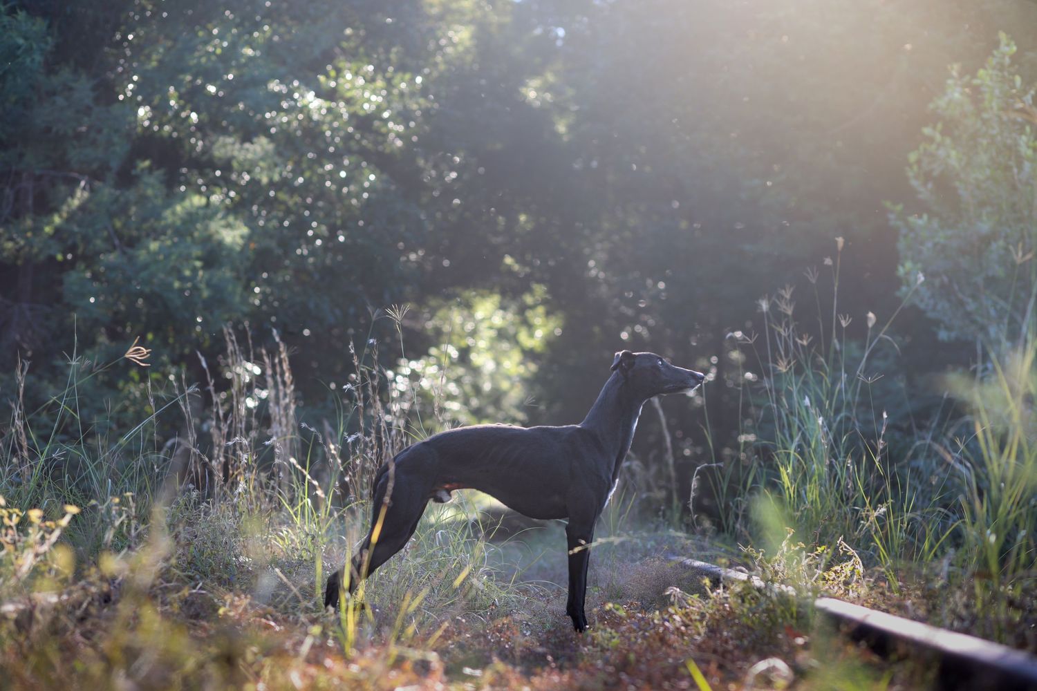 Hungarian Vizsla dog lying down on dirt path with alert expression and characteristic reddish-brown coat.