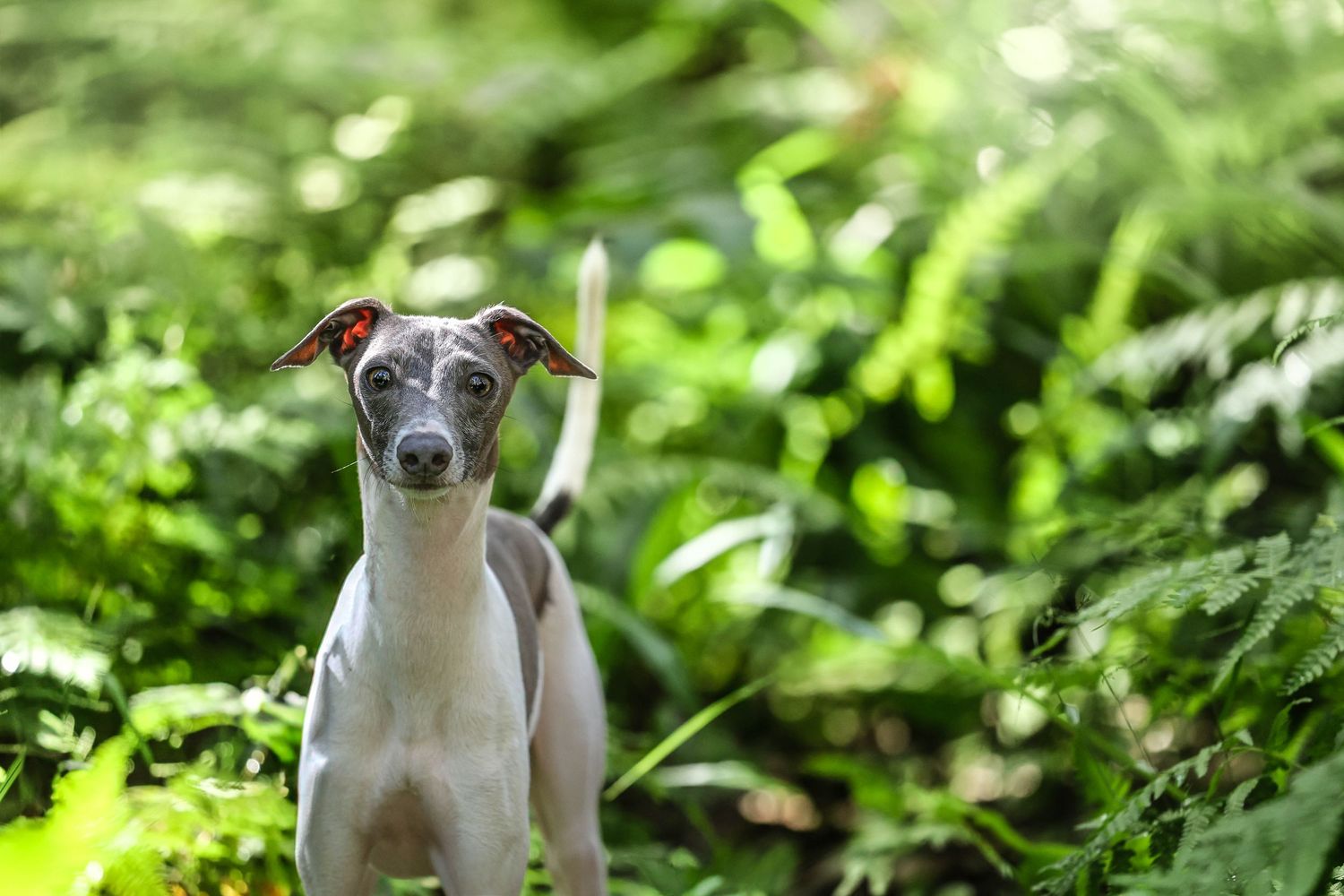 Italian greyhound puppy with white and gray coat looks attentively at camera in lush green garden setting.