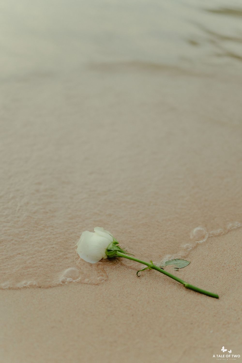 Single white rose lying on wet sand at the beach.