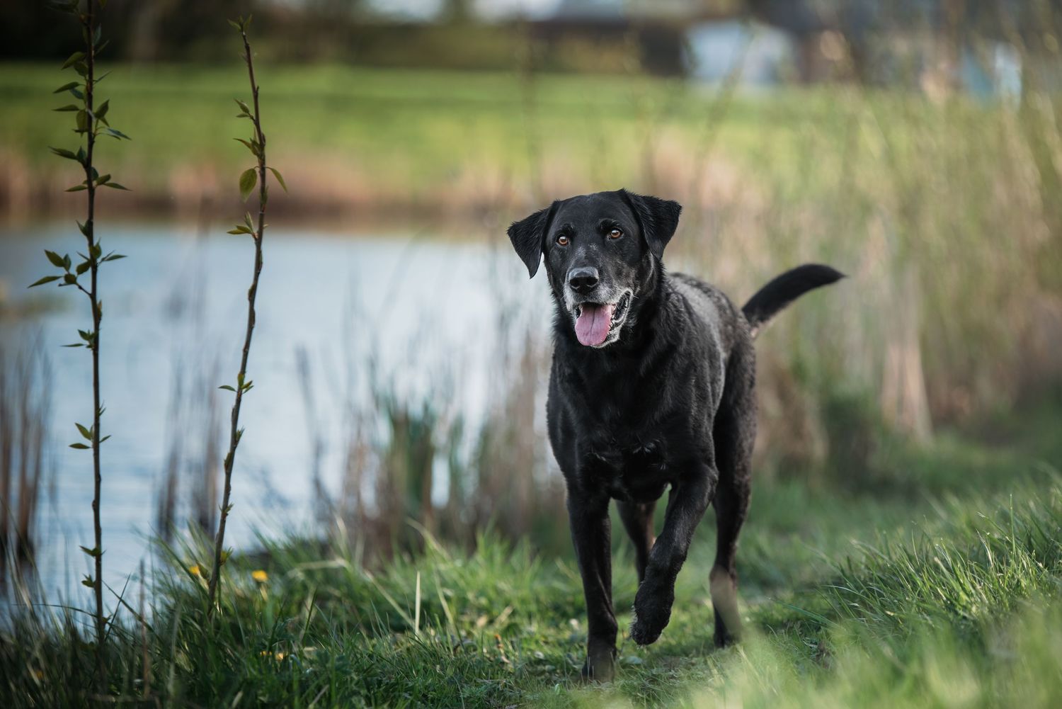 Brown dog with white chest stands alert in forest with soft bokeh background.