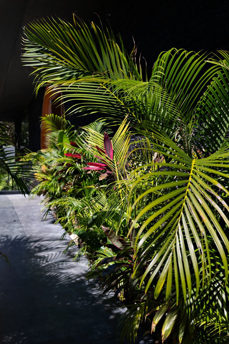 Tropical palm fronds cast dramatic shadows on a light surface in a lush garden setting.
