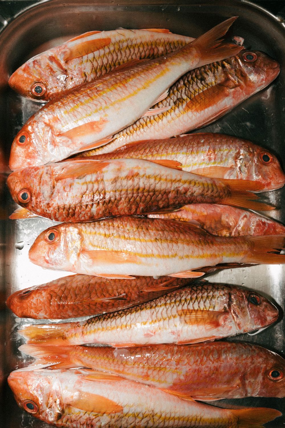 Fresh red mullet fish arranged in rows on a stainless steel tray, showing vibrant orange-red scales.