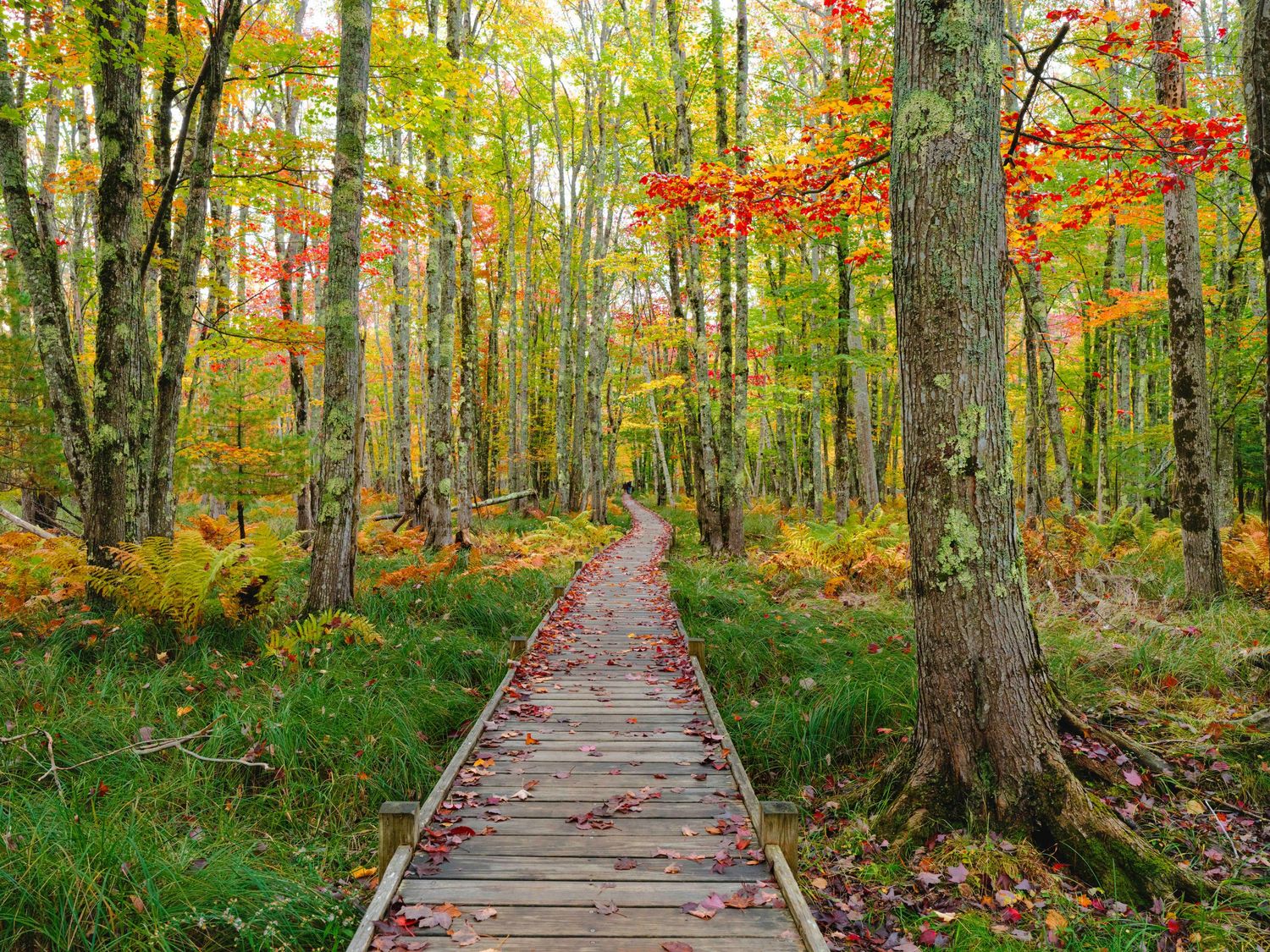A wooden boardwalk trail winds through a vibrant autumn forest with golden leaves and tall trees.
