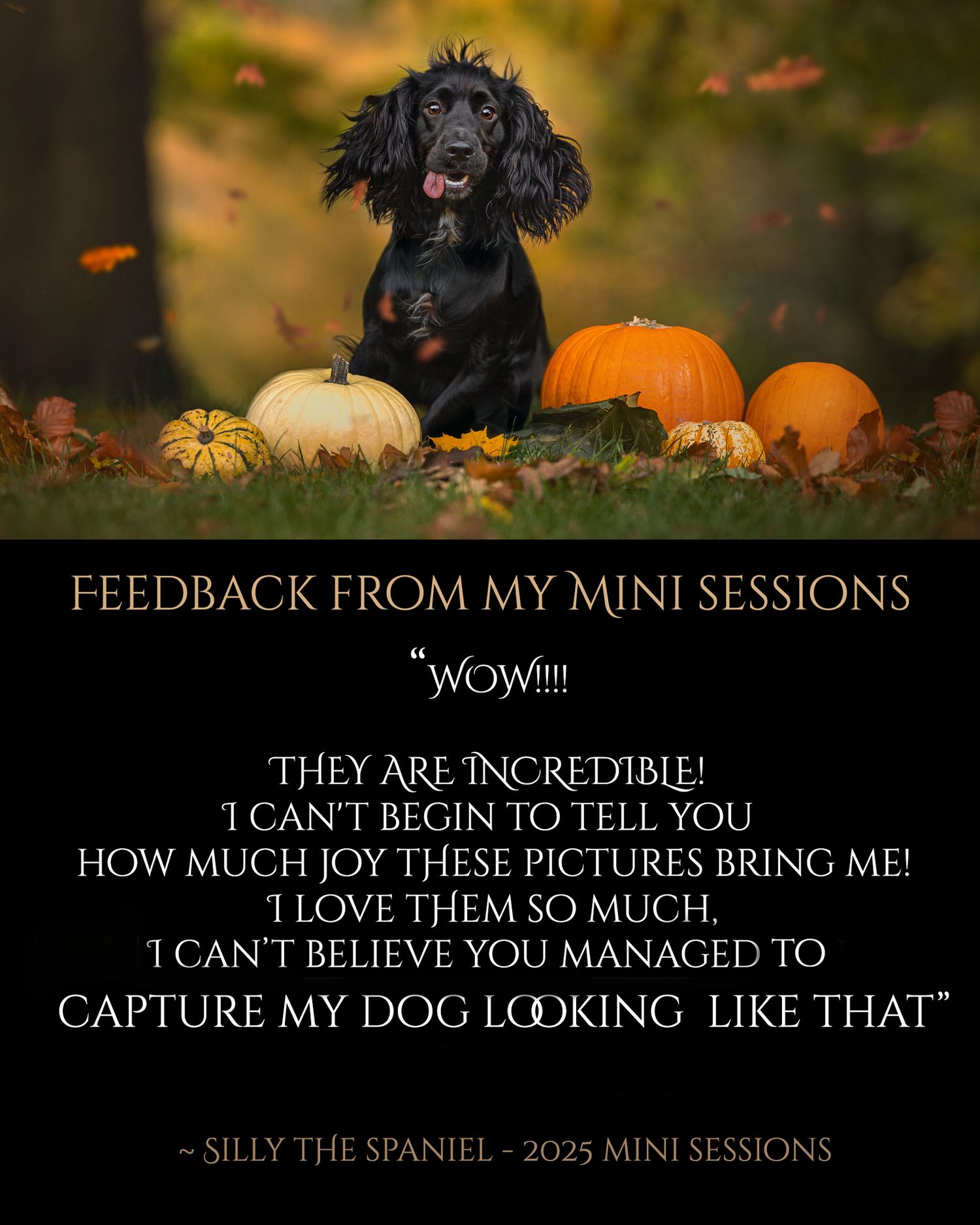 spaniel pet photographer manchester gun dogs