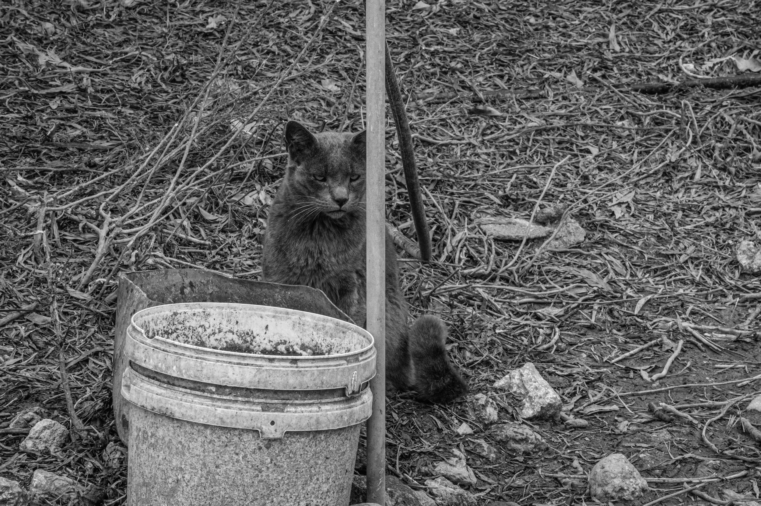 Black and white photo of a small monkey peering around a metal pole next to a large bucket.