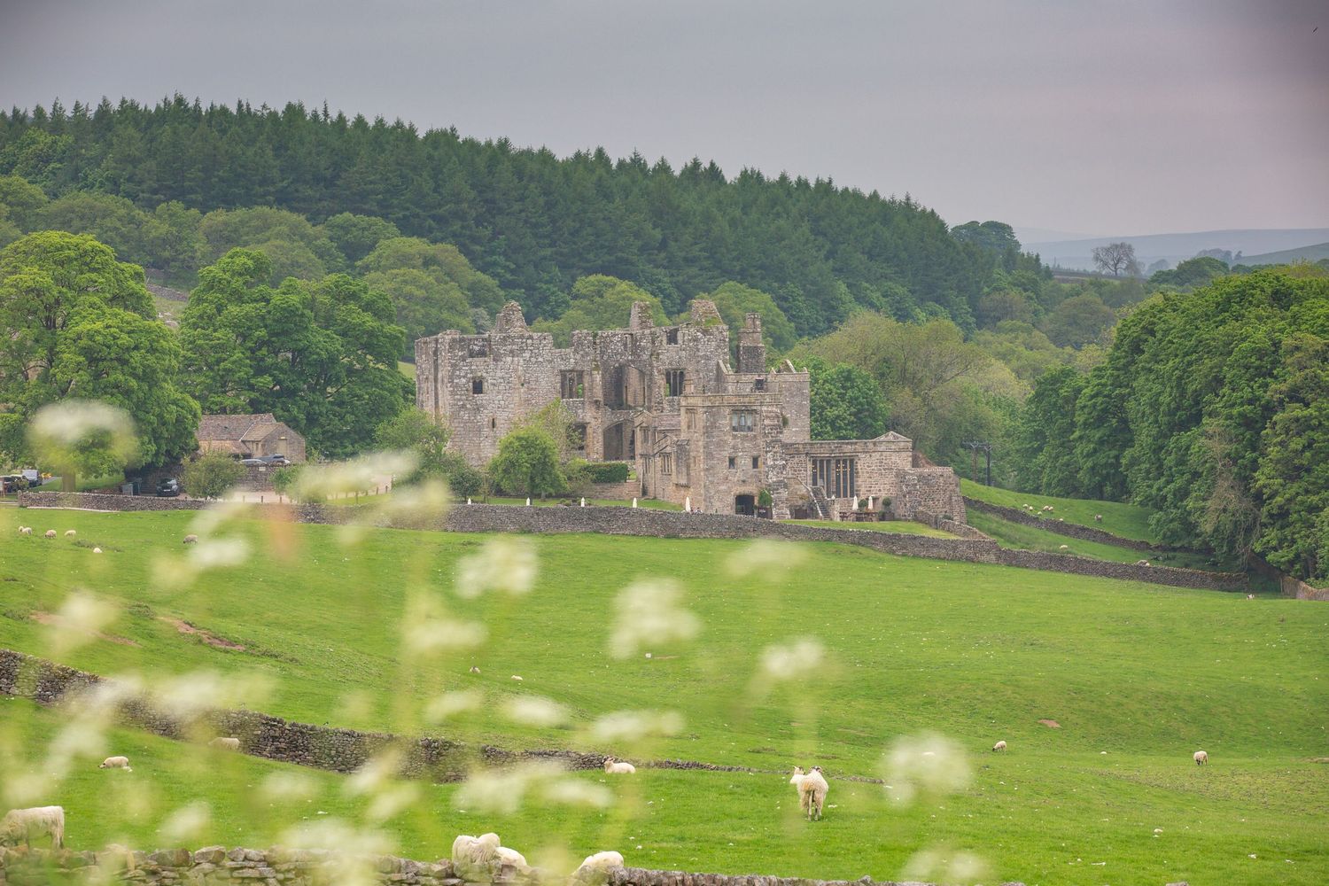 Rolling green hills dotted with sheep surround an ancient stone castle ruin in the Yorkshire countryside.