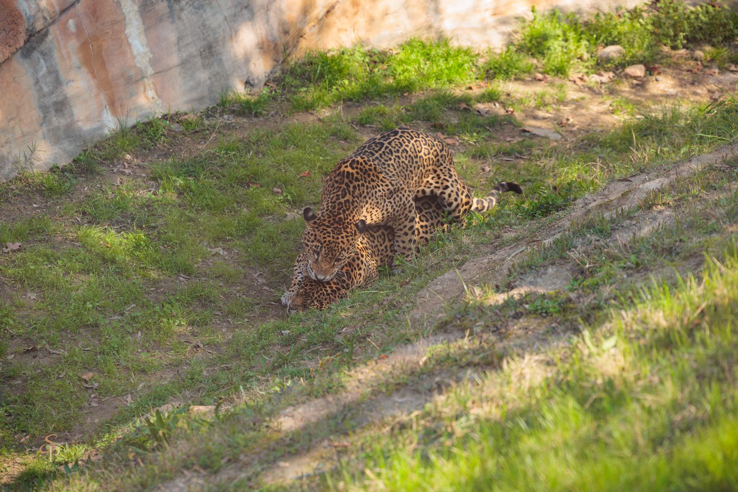 A leopard rests in the dappled sunlight beneath trees in a grassy area.