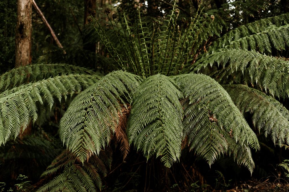 ferns on road up to hartz mountain national park