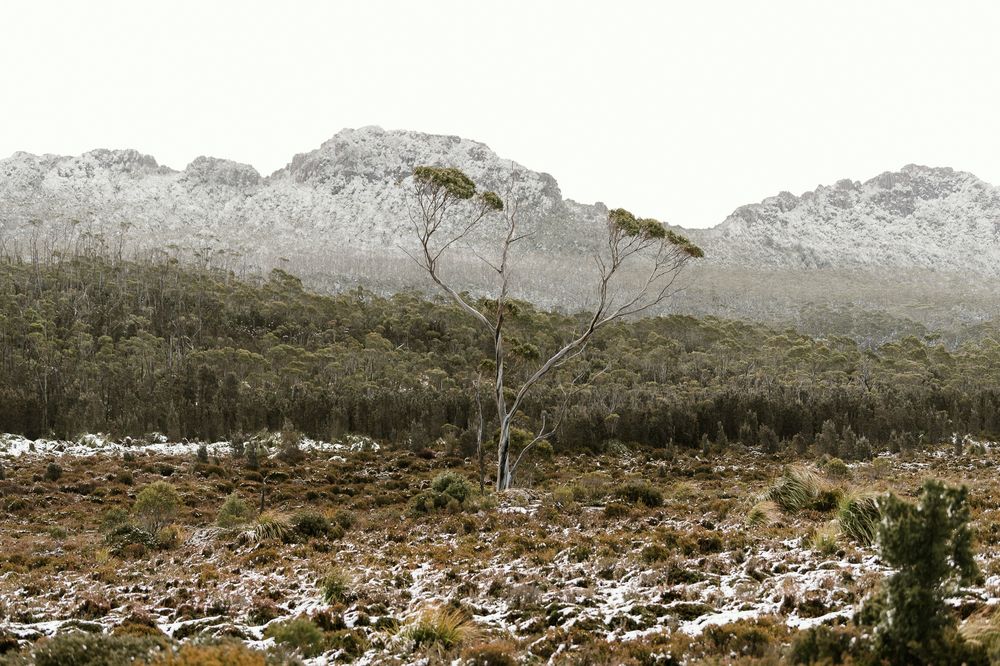 snowy landscape up Hartz Mountain National Park