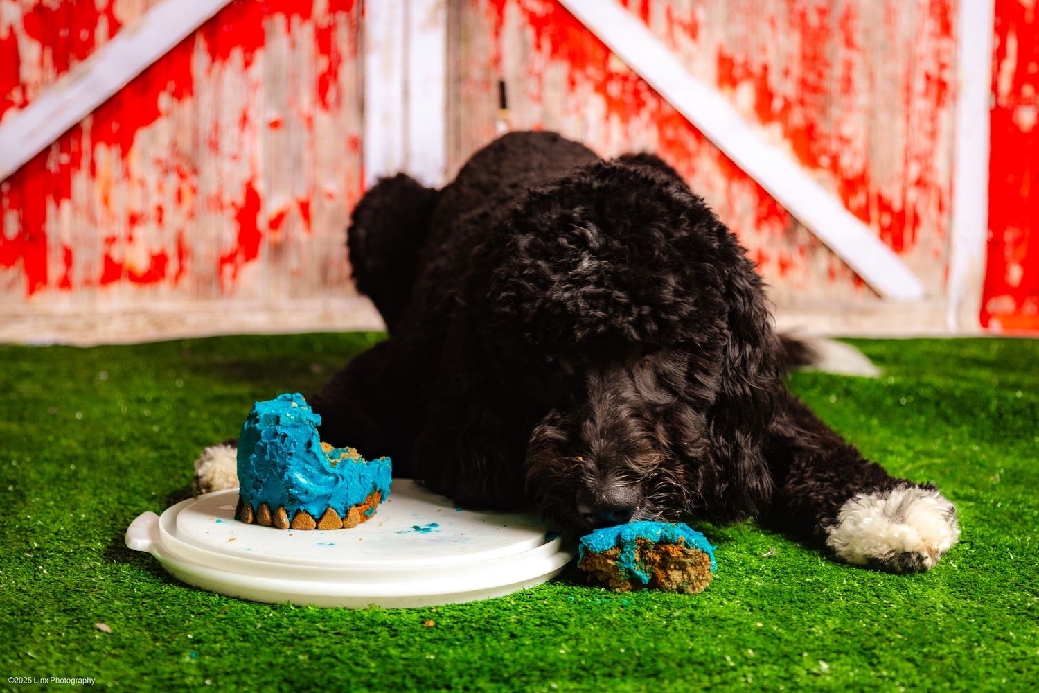 Gorgeous Doggy Cake Smash Pet Photo of a Dog on his Birthday by Linx Photography, Barrie, Ontario