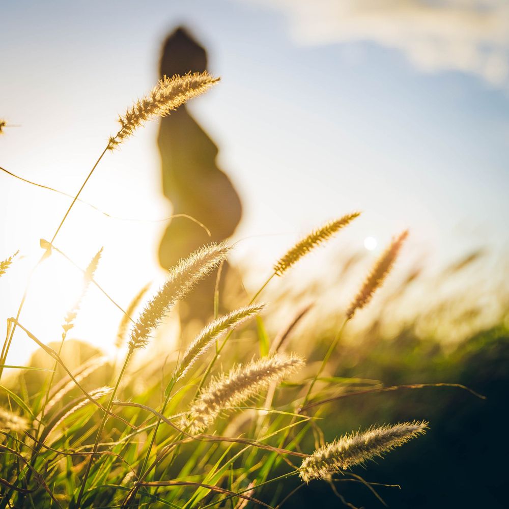 Golden wheat stalks silhouetted against sunset sky with glowing backlight.