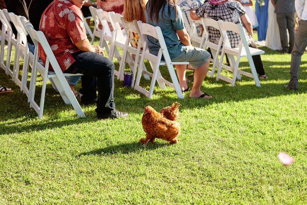 Brown chicken wandering between white chairs on a lawn during an outdoor event.