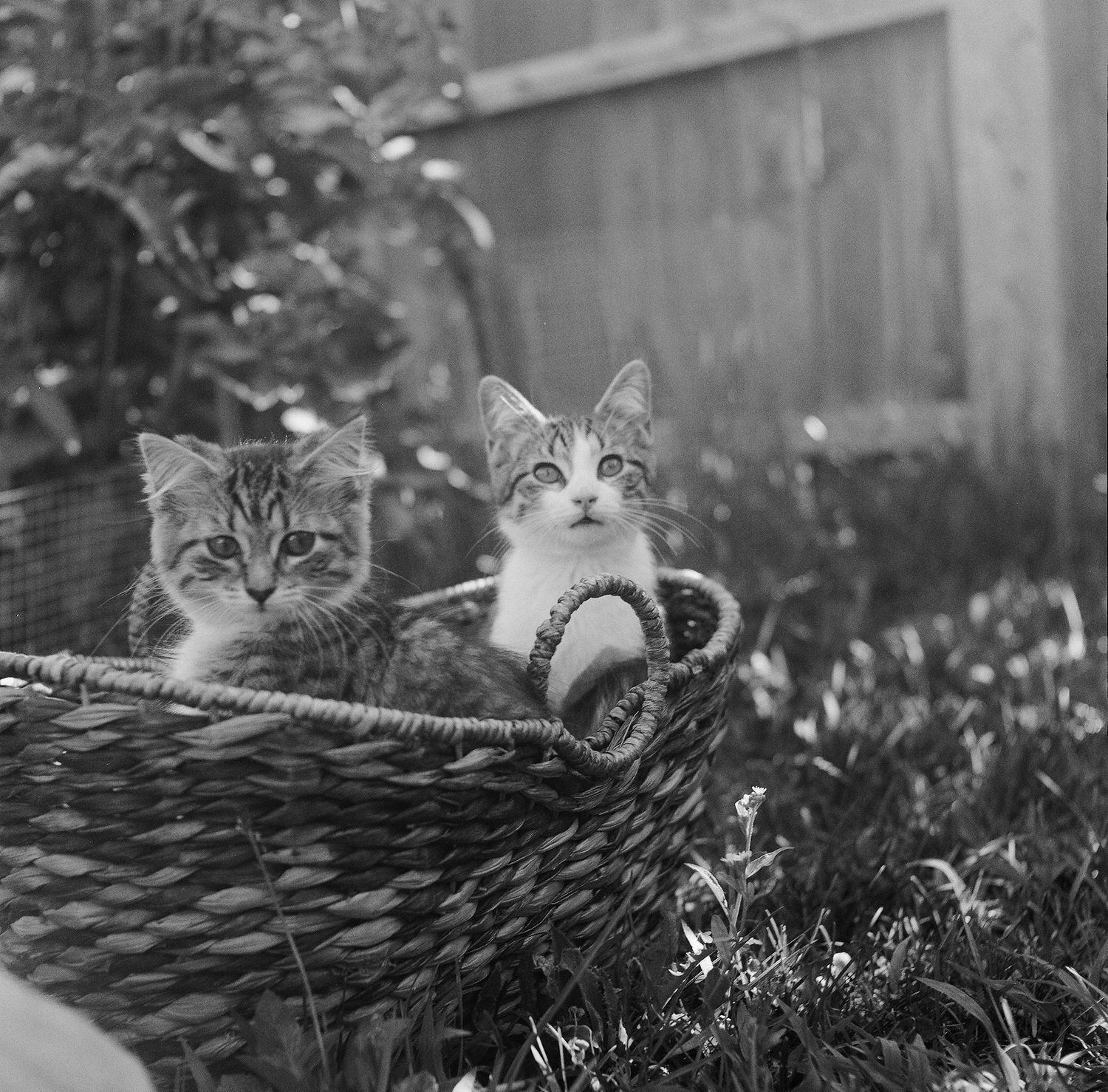 Black and white cat peeking out from behind green foliage in a garden setting.