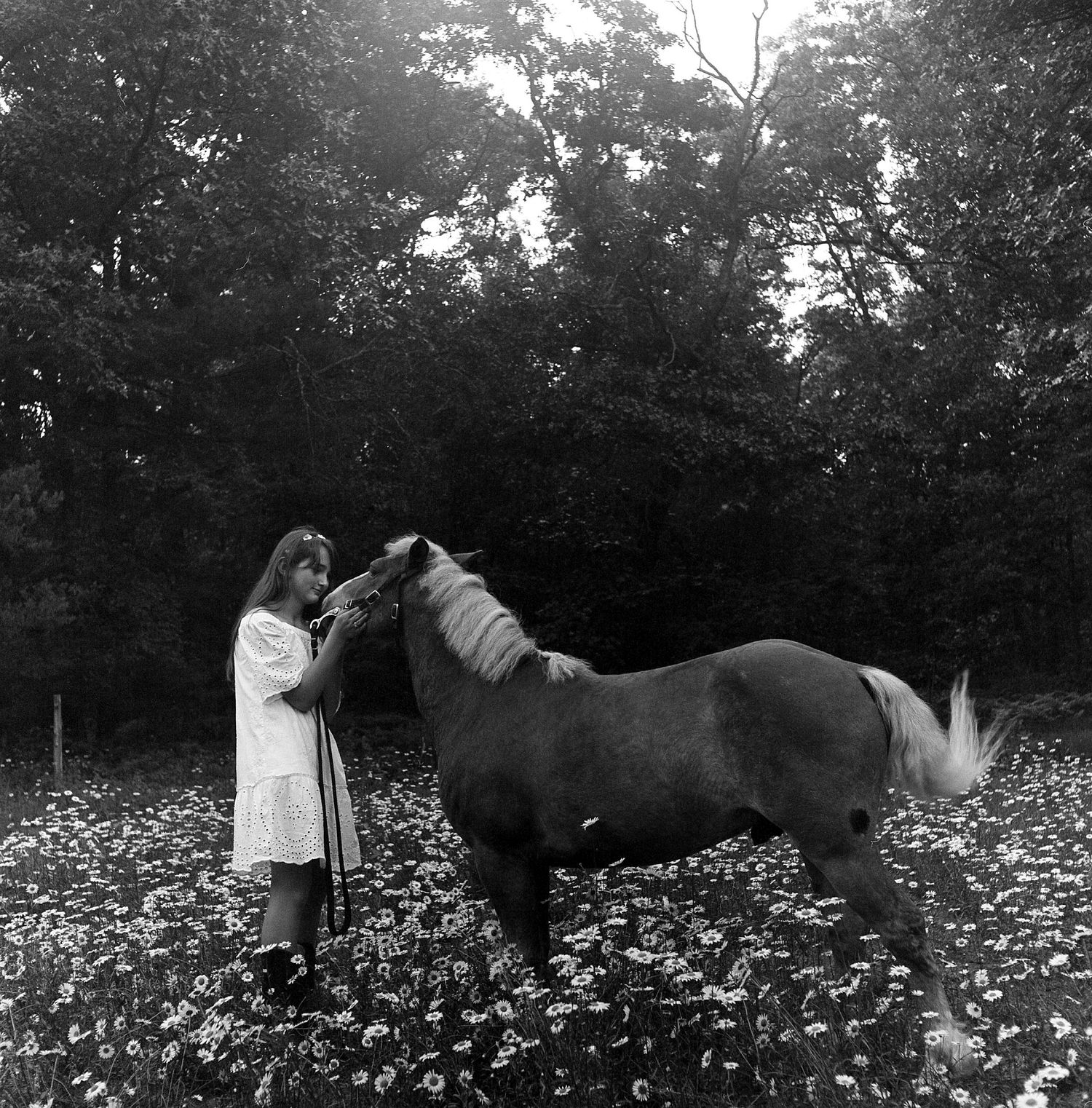 A figure in a white coat pets a dark horse in a meadow filled with wildflowers on a moody day.