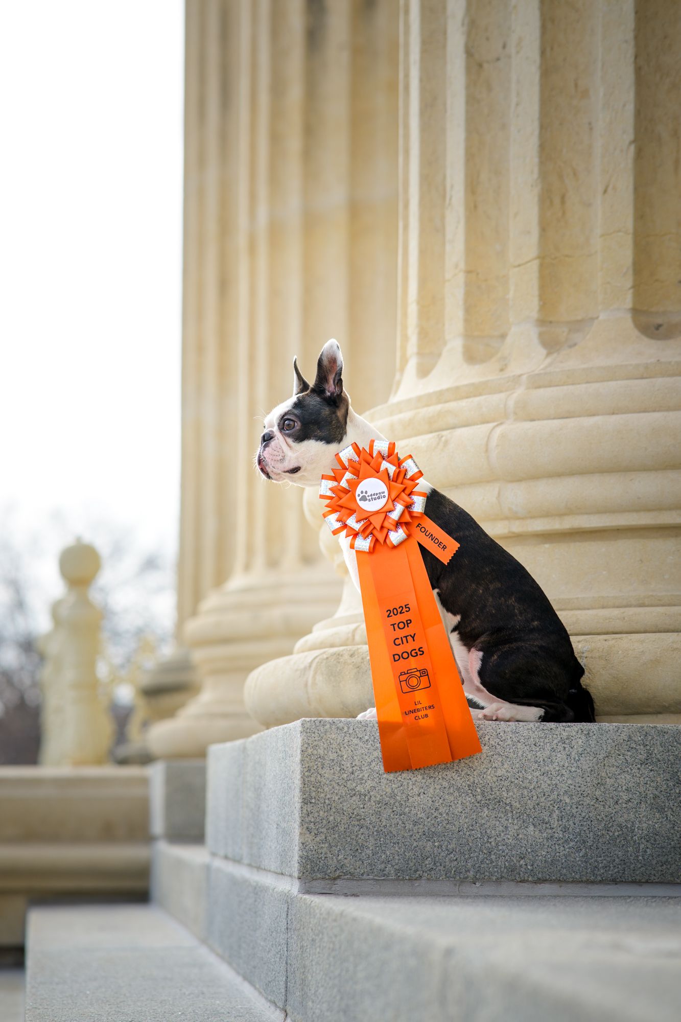 A brindle and white Boston terrier poses on stone stairs with an orange and silver rosette hanging around his neck.