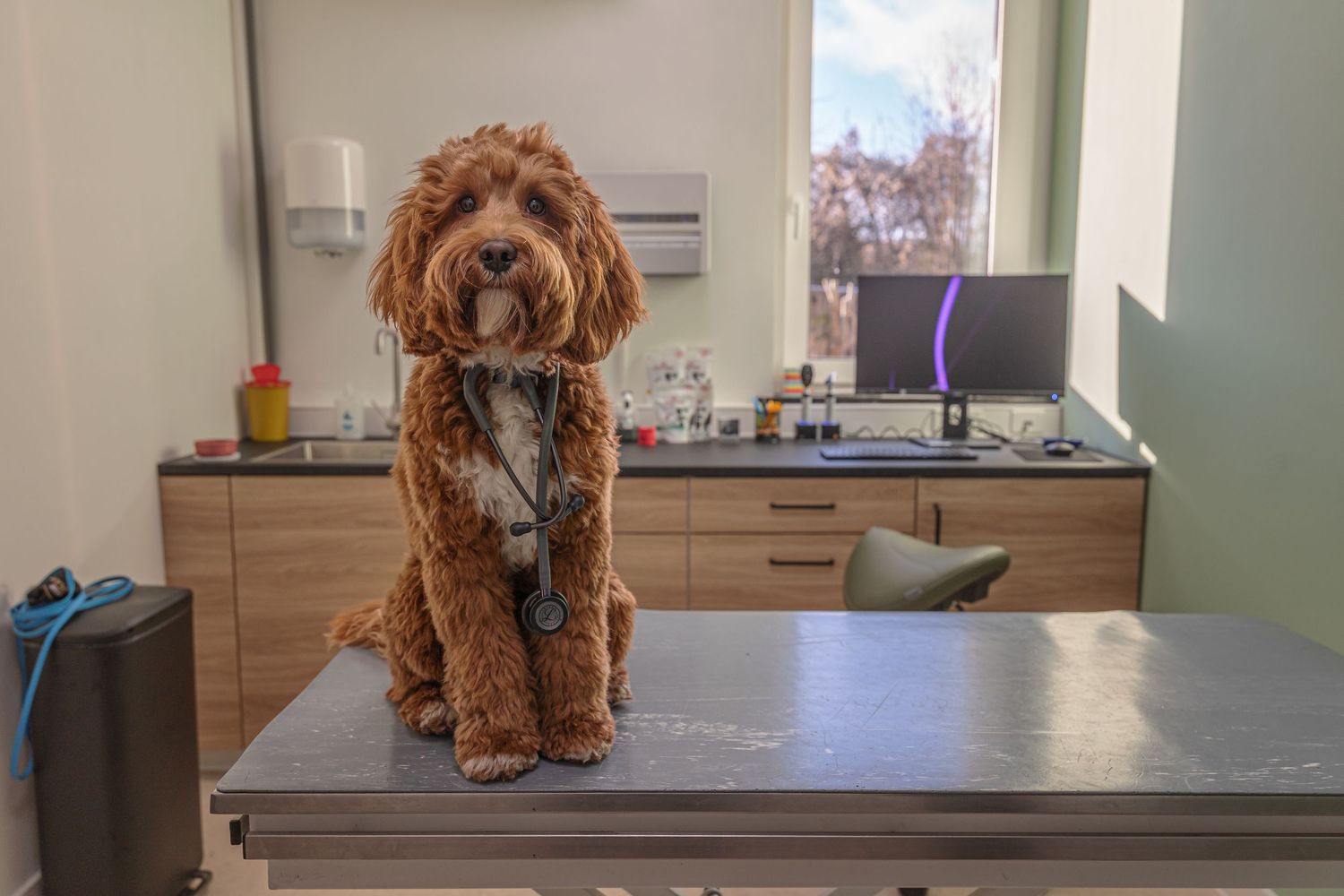 Brown and white labradoodle sitting in a modern interior space with wooden furniture.