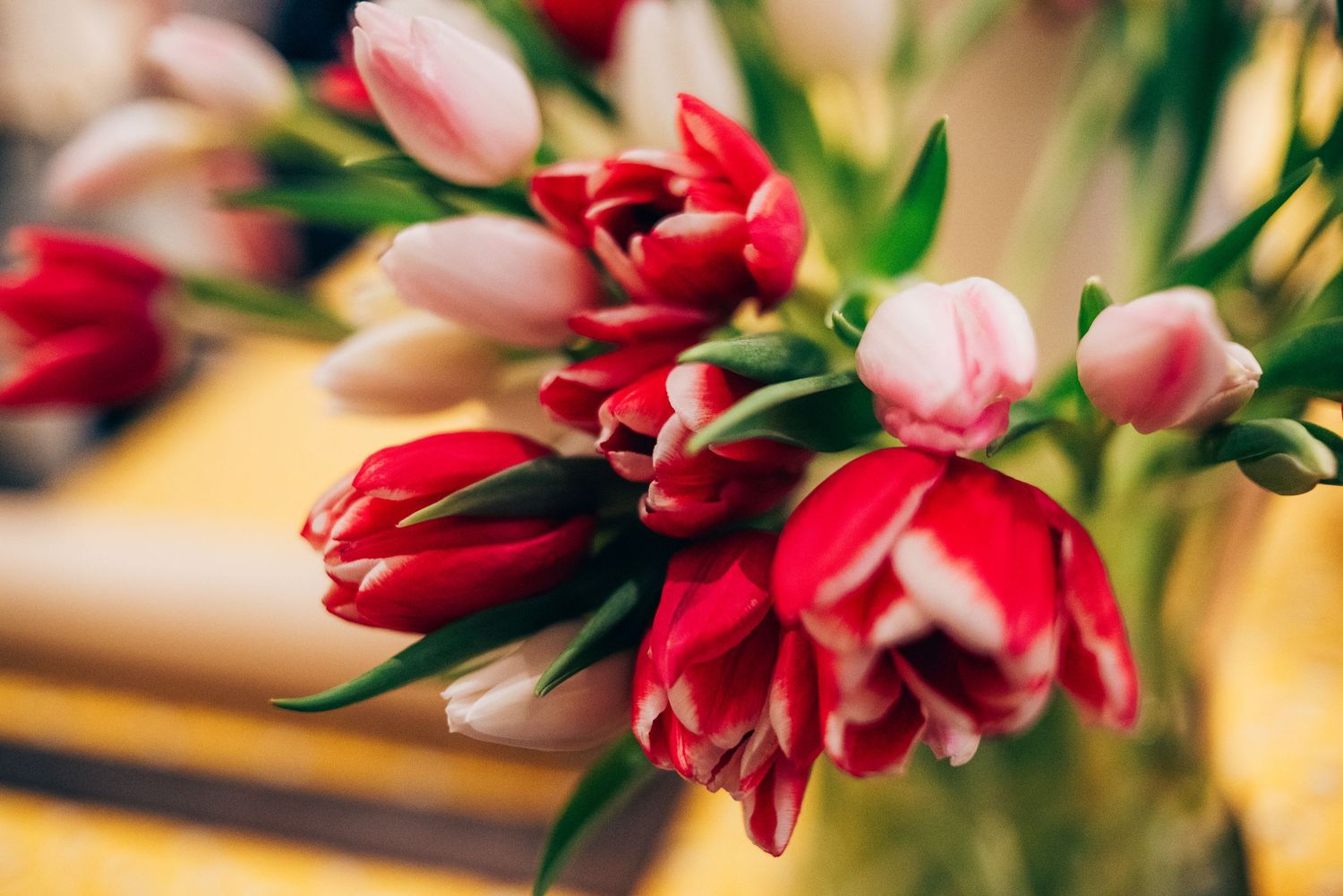 Beautiful red and pink tulips in soft focus with blurred background.