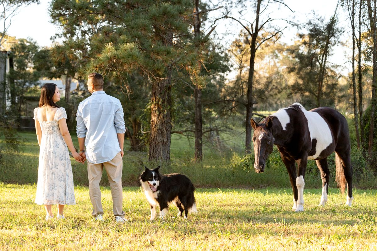 border collie and a pinto horse with a couple on a horse photoshoot in the hills district in Sydney