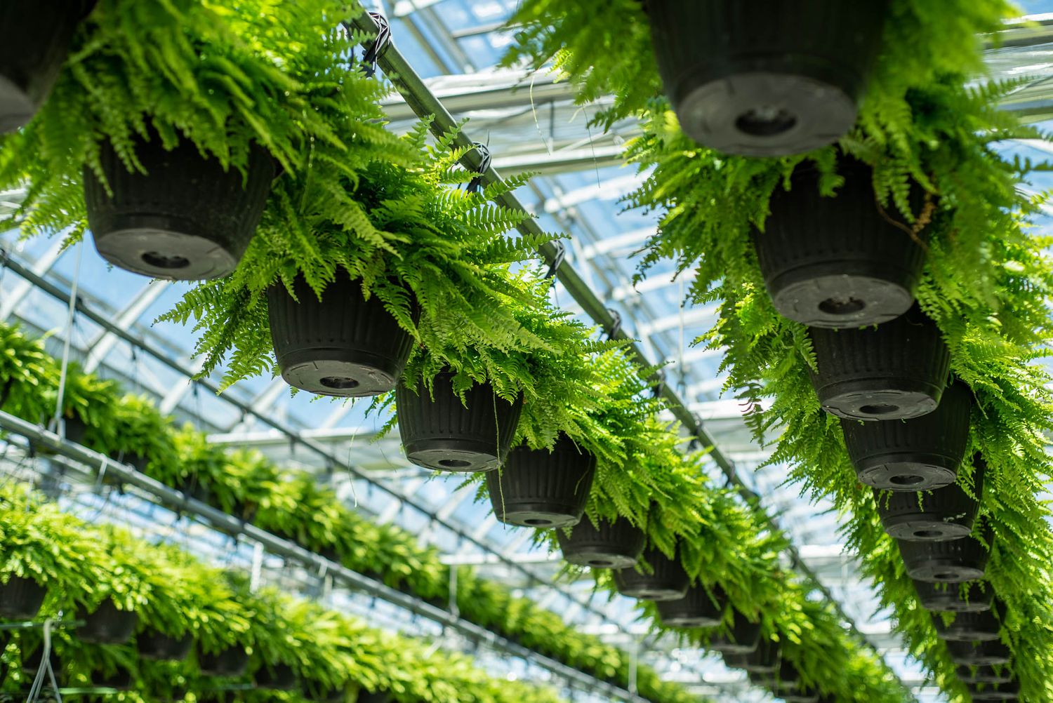 Lush ferns hanging in black planters from a greenhouse ceiling with sunlight streaming through glass panels at Bradford Greenhouse in Barrie