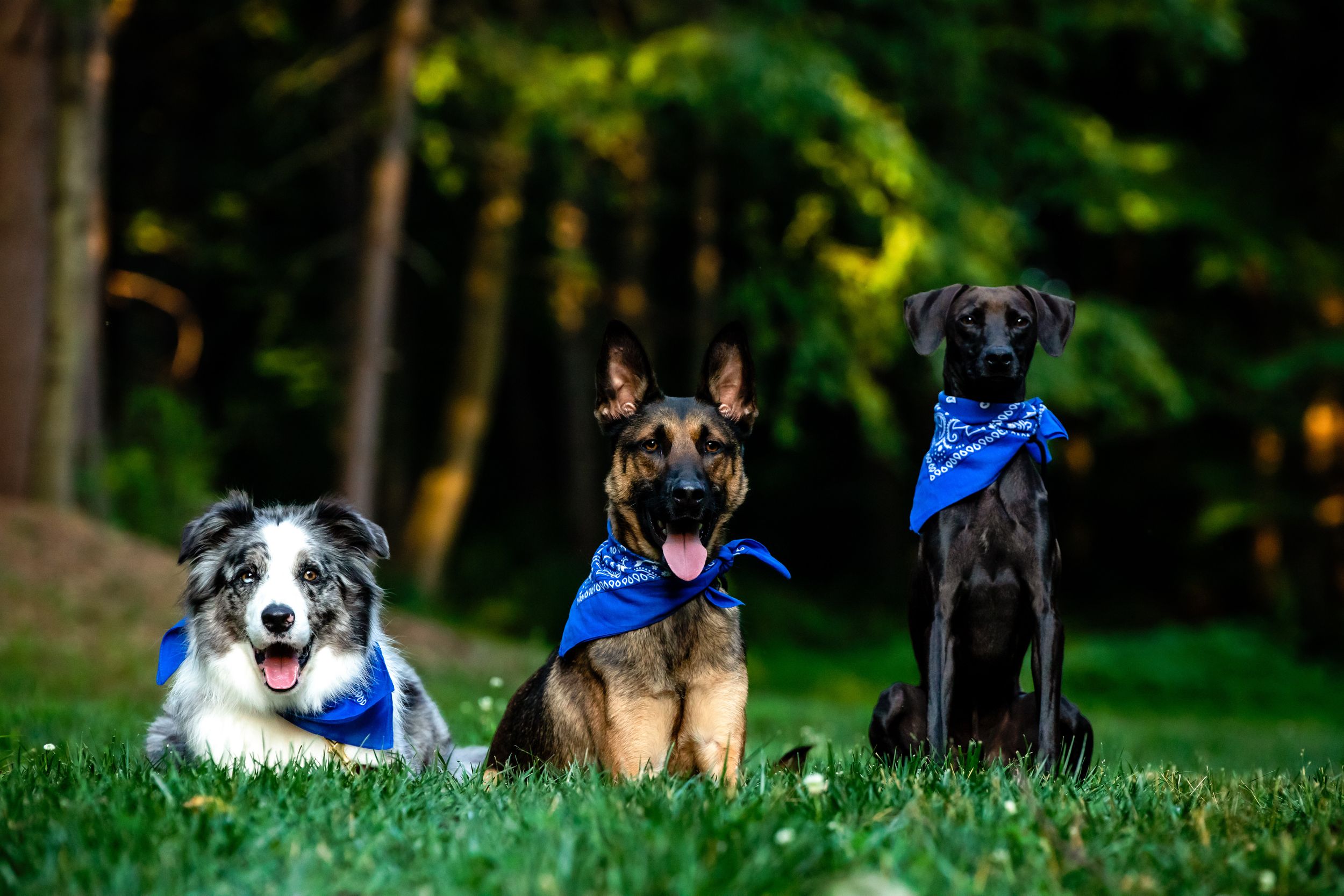 Three dogs wearing blue bandanas sitting together on green grass with forest trees in the background.