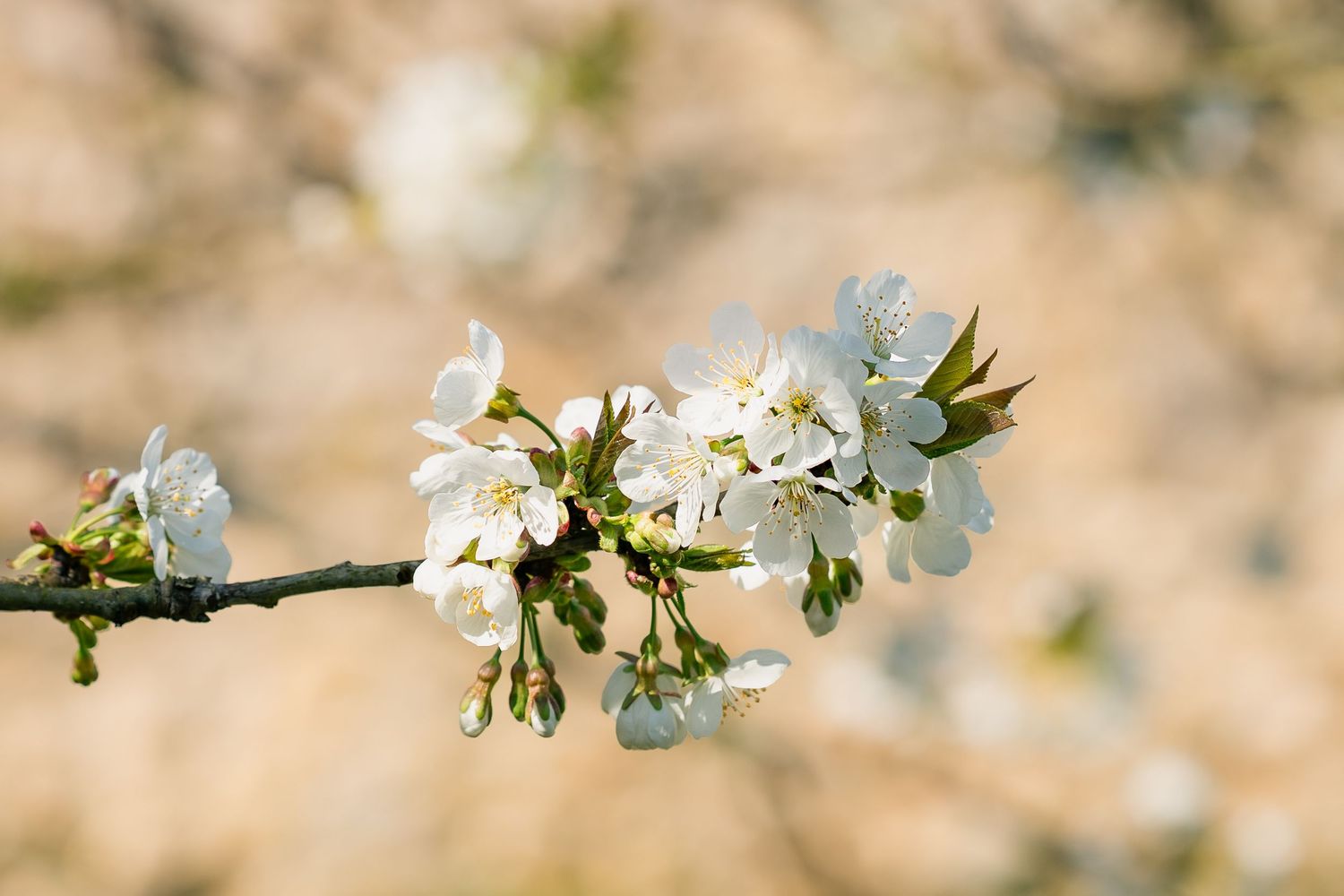 Détails de fleurs lors d'un reportage photo