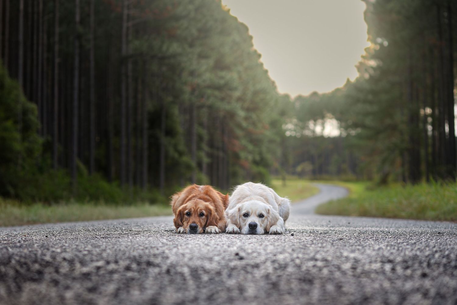 Two Italian Greyhounds standing together on forest path in matching pose.