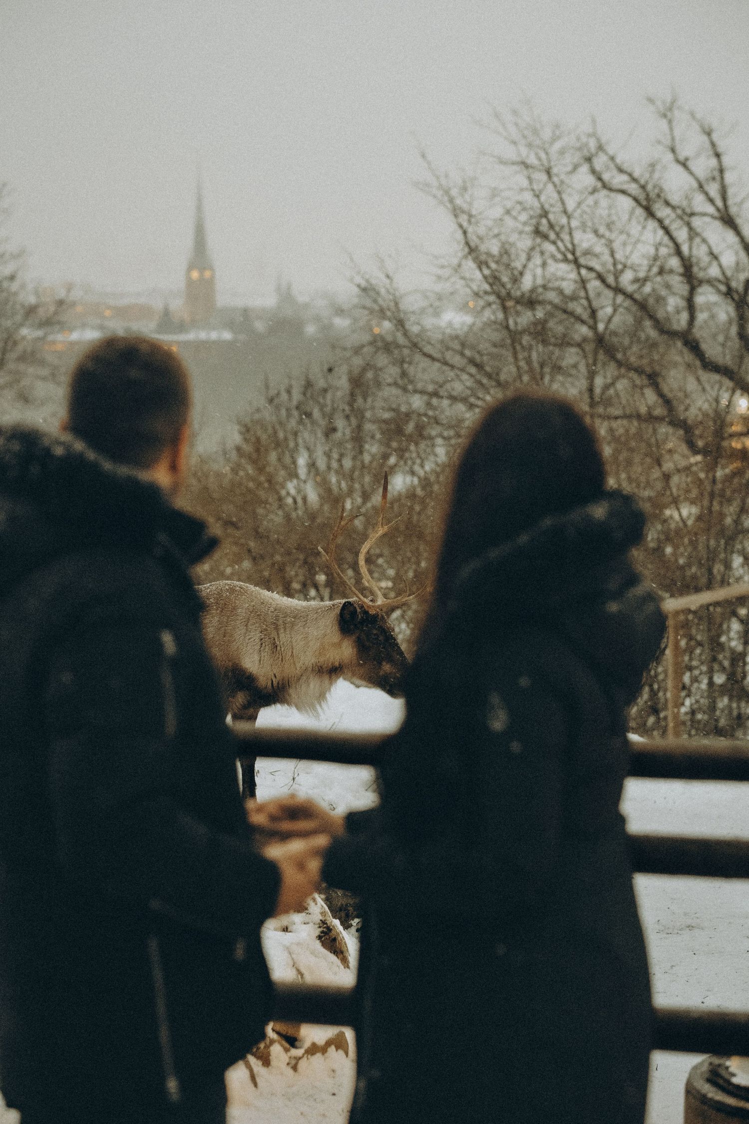 couple looking at reindeers at Skansen while being captured by best couple photographer for Christmas photoshoot in Stockholm