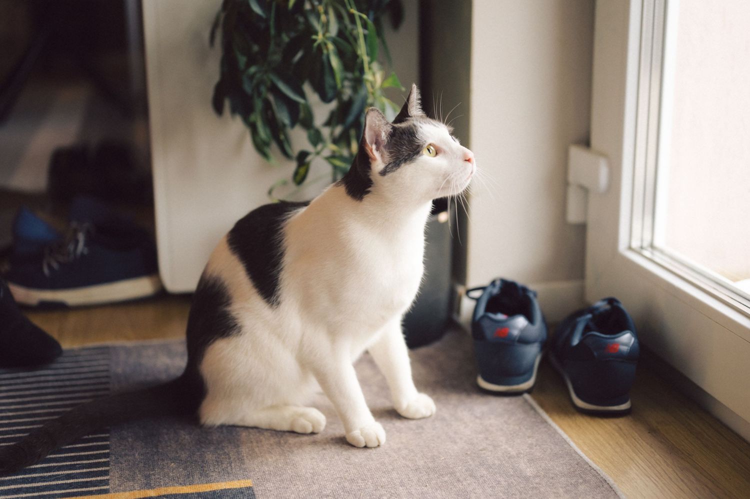 Black and white cat sits alertly near window with shoes in background.