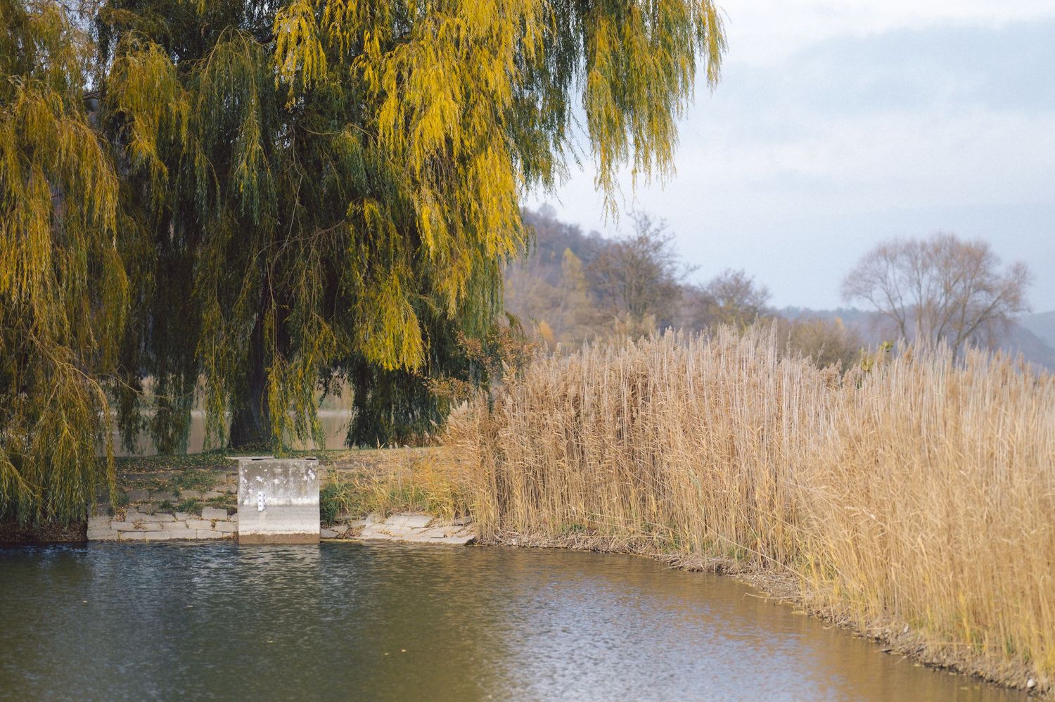 Serene lake view with weeping willow tree and tall reeds in autumn.