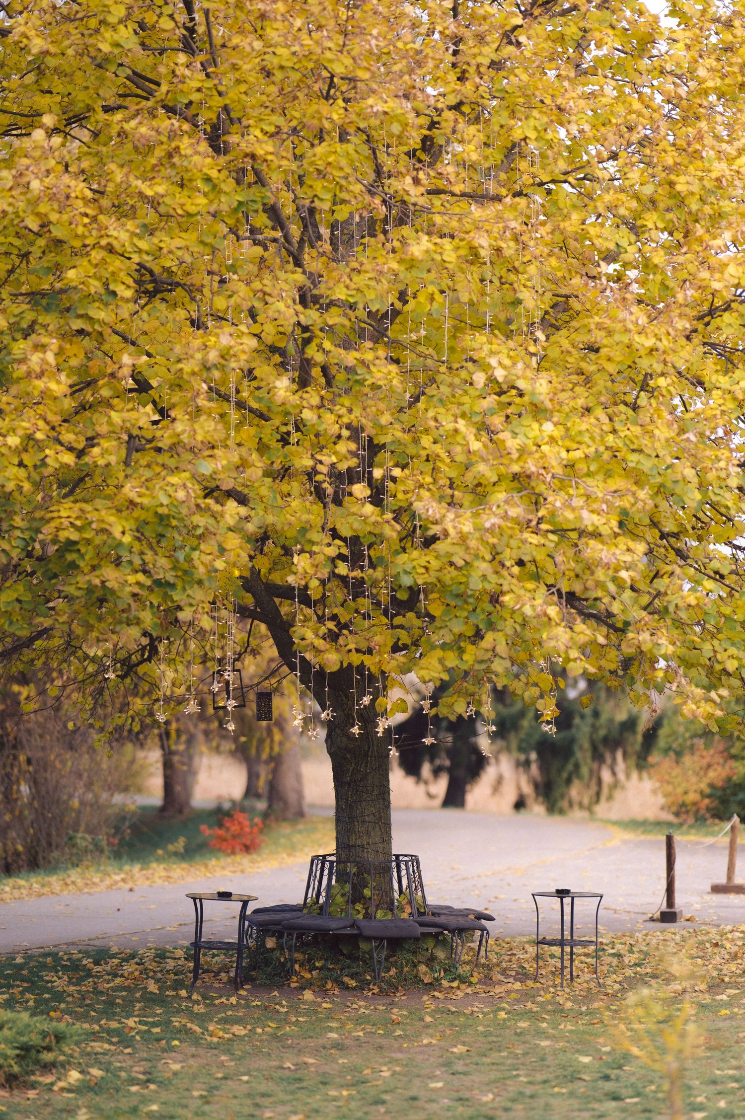 Fall scene with a golden maple tree and circular bench in a park setting.