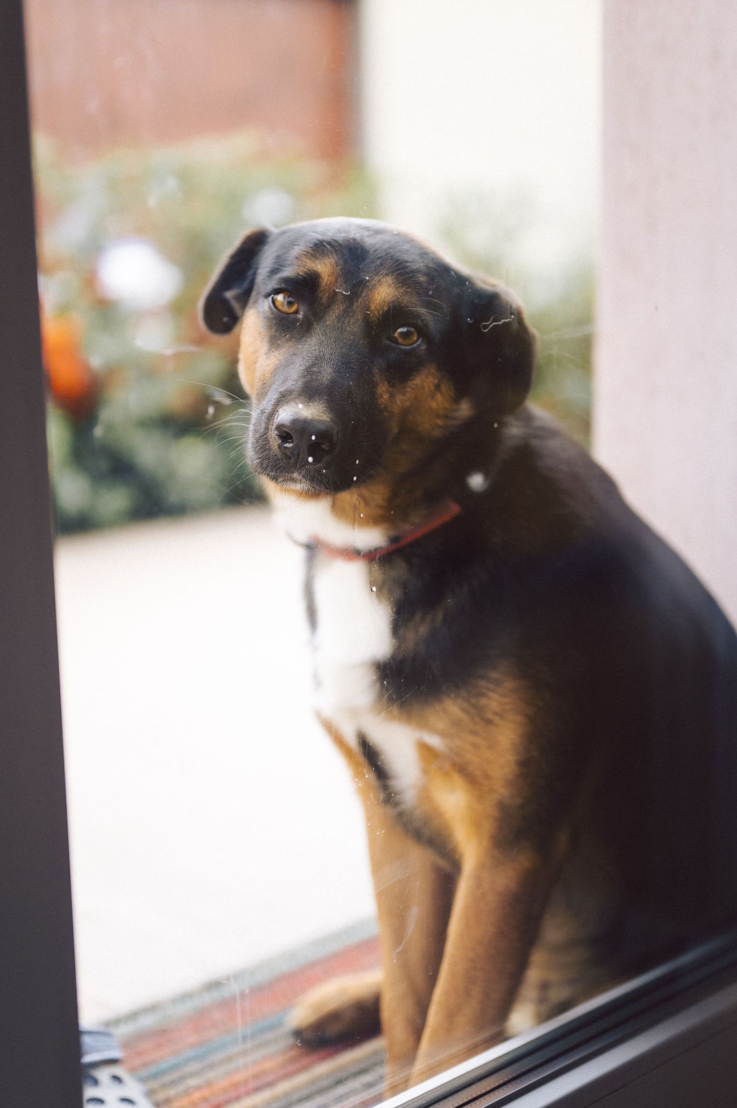 A black and tan mixed breed dog looks intently through a window with soulful eyes.