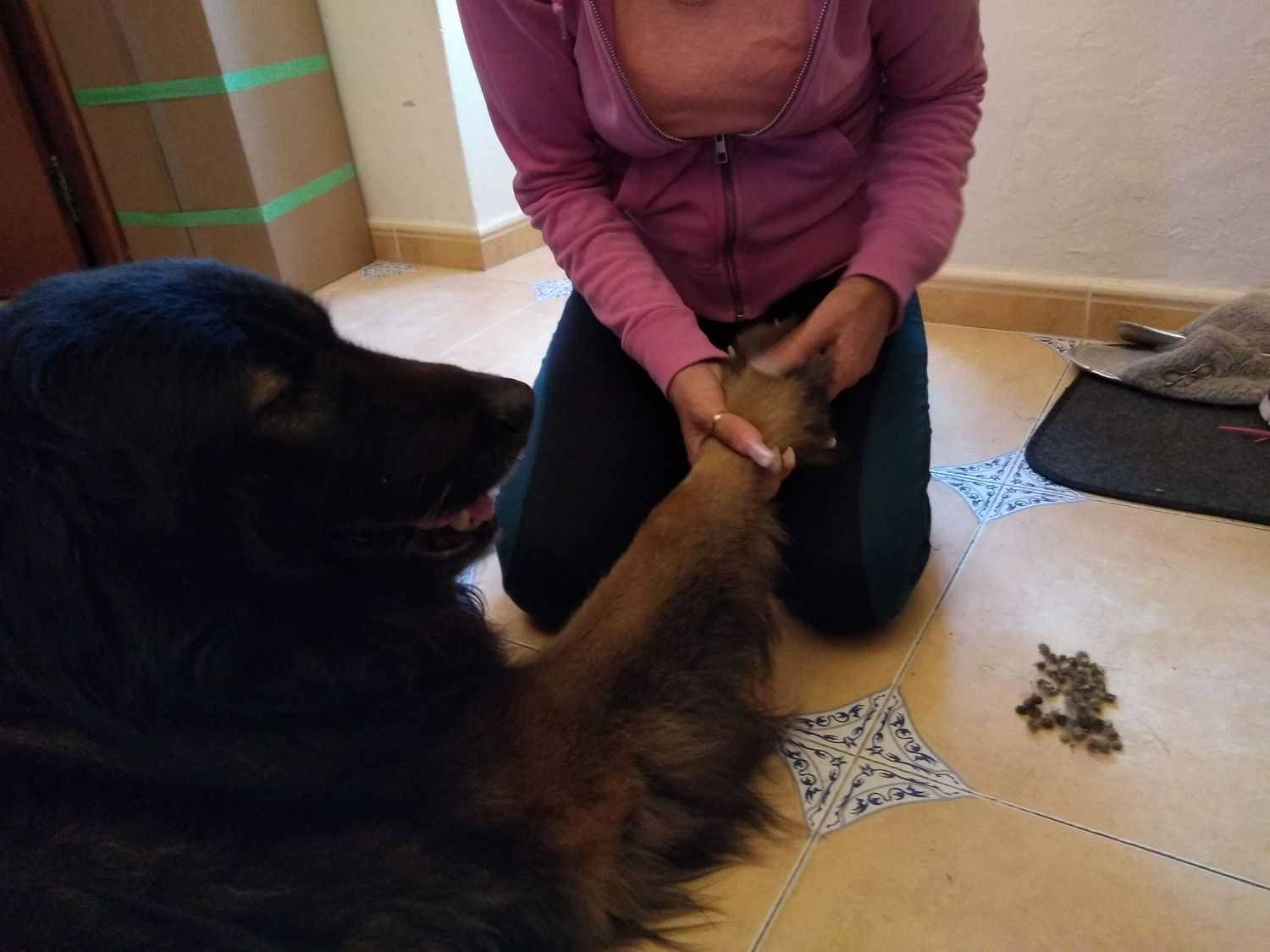 Woman in pink hoodie kneeling on tile floor hand-feeding a large black and tan long-haired dog.