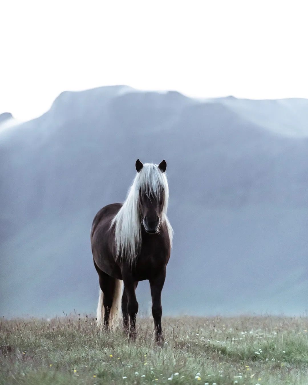 Icelandic horse standing in an open grassy field with tall mountains in the distance.
