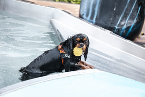 A Rottweiler dog wearing a harness walks on a wet city sidewalk during a rainy day.