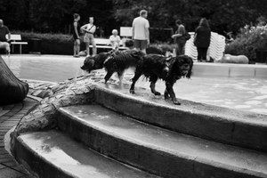 A black and white photograph shows a dog standing on concrete steps near a pool while people gather in the background.