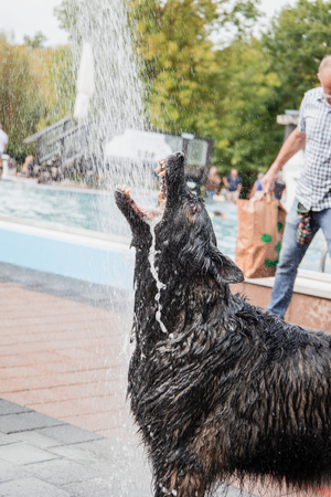 A wet black dog plays and cools off under a water spray fountain at a public pool on a summer day.