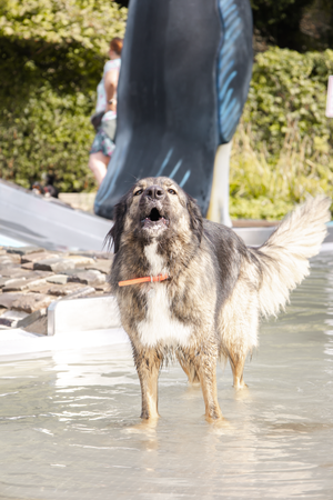 A wet dog plays with a stick while standing in shallow water on a sunny day.