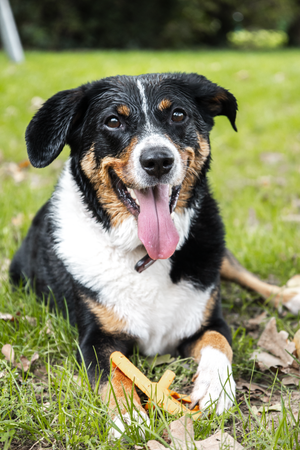 Happy black, brown and white dog with tongue out lying in grass with a chew toy.