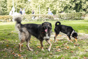 Border collie dog playing fetch with a ball in a grassy park setting on a sunny day.